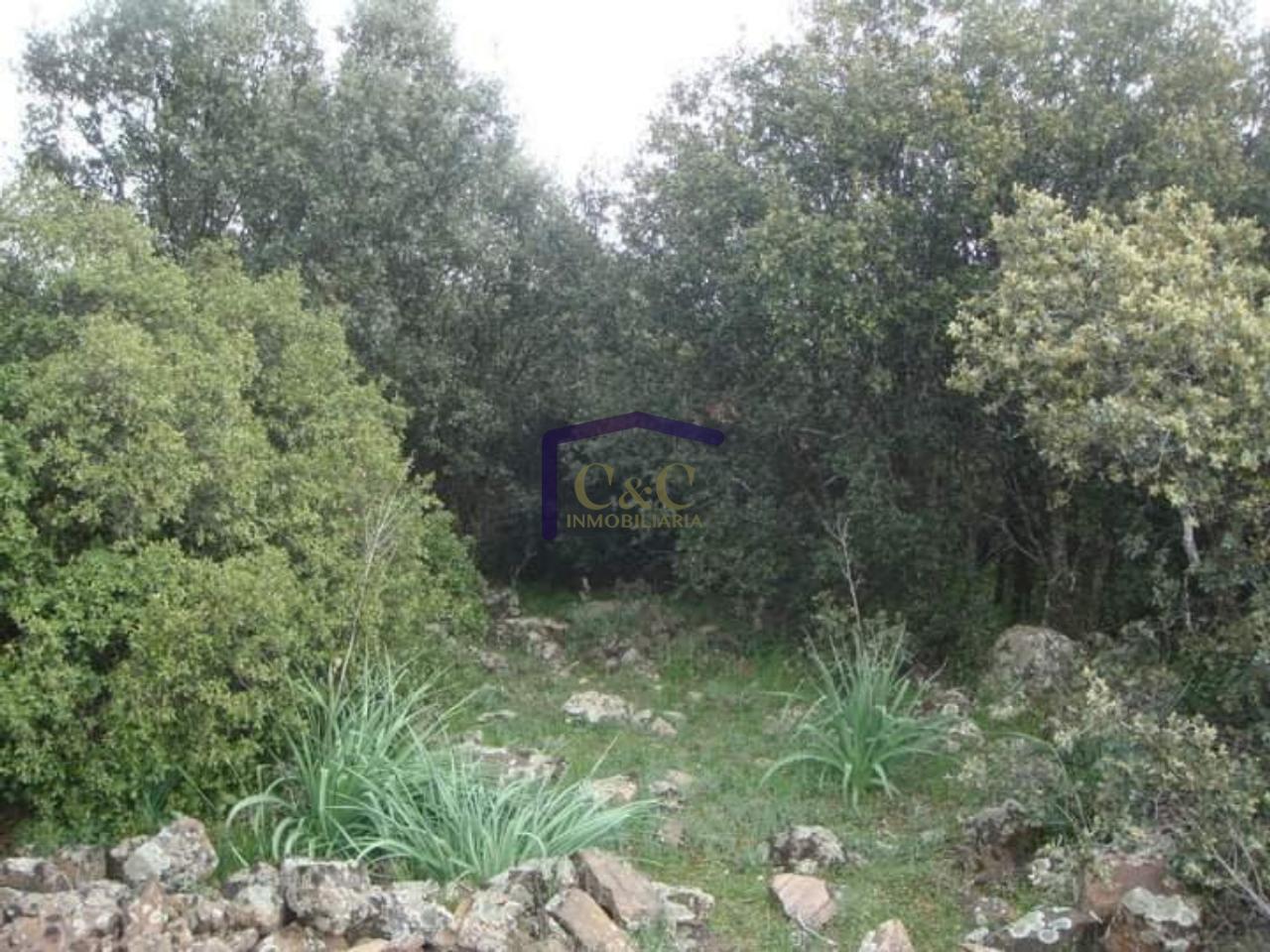 For sale of rural property in Torrenueva