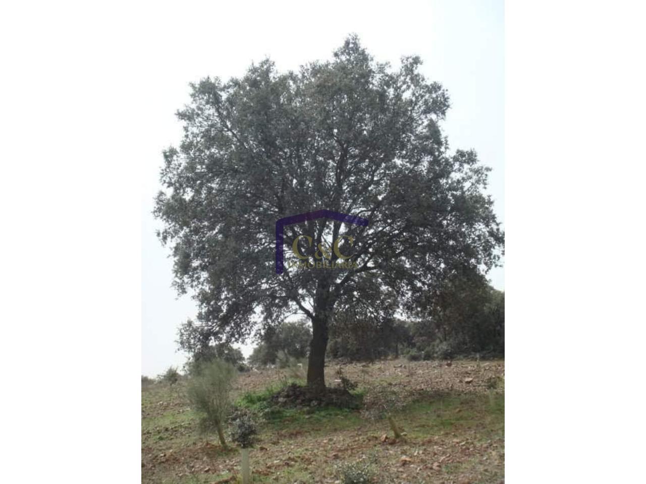 For sale of rural property in Torrenueva