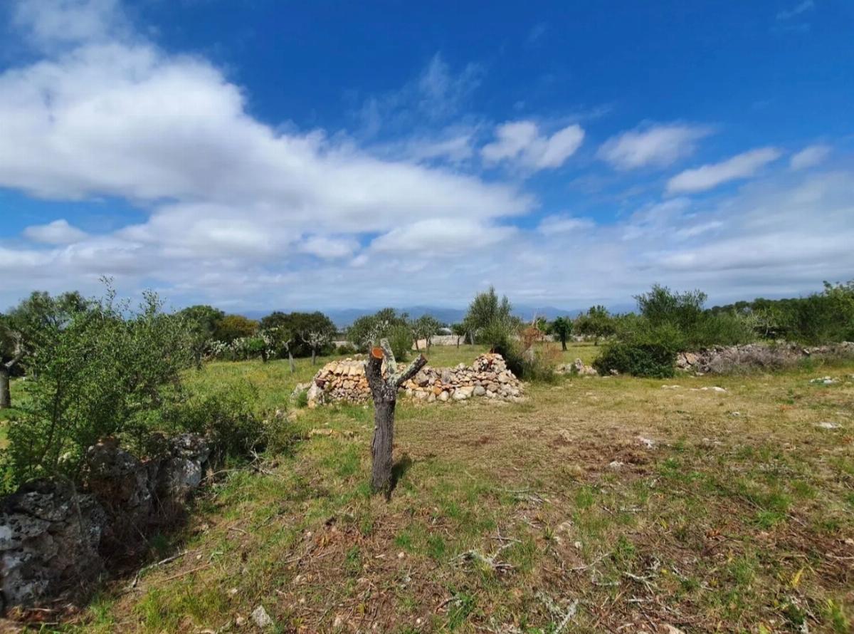 For sale of land in Costitx