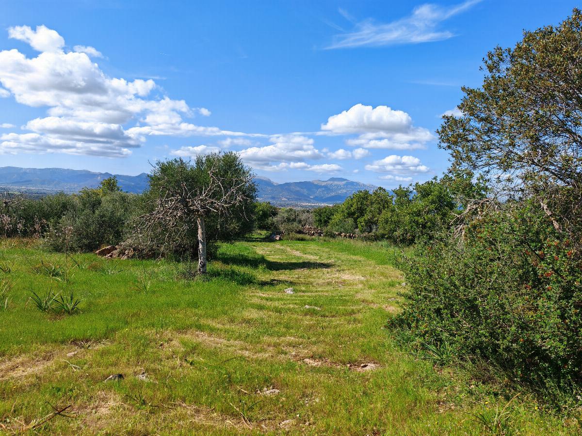 For sale of land in Costitx