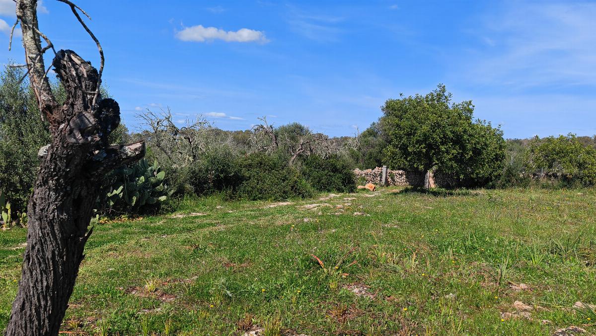For sale of land in Costitx