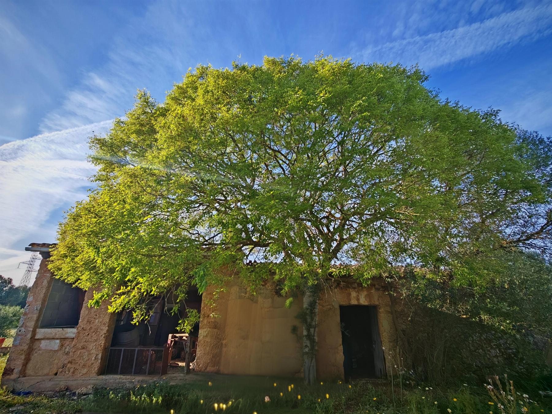 For sale of rural property in Costitx