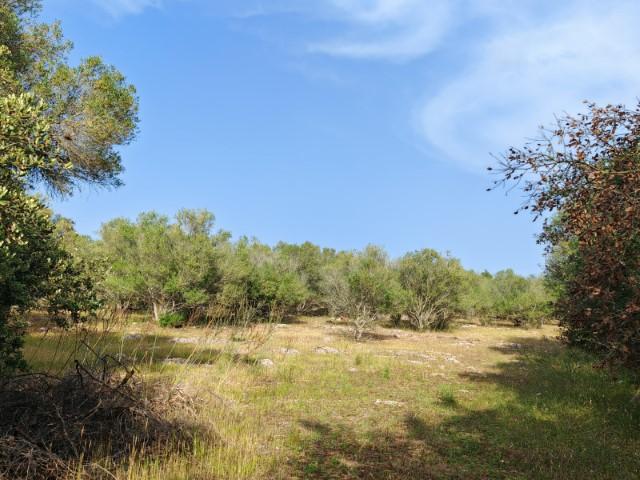 For sale of land in Costitx