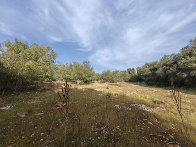For sale of land in Costitx