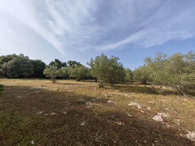 For sale of land in Costitx