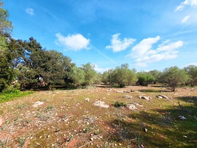For sale of land in Costitx
