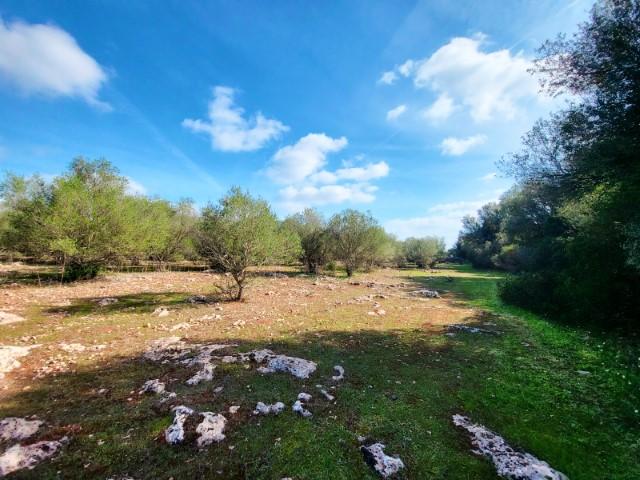 For sale of land in Costitx