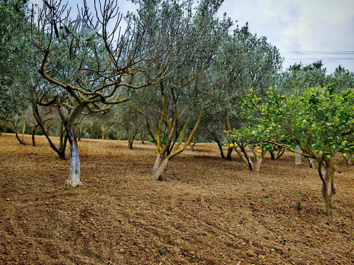 For sale of house in Calvià