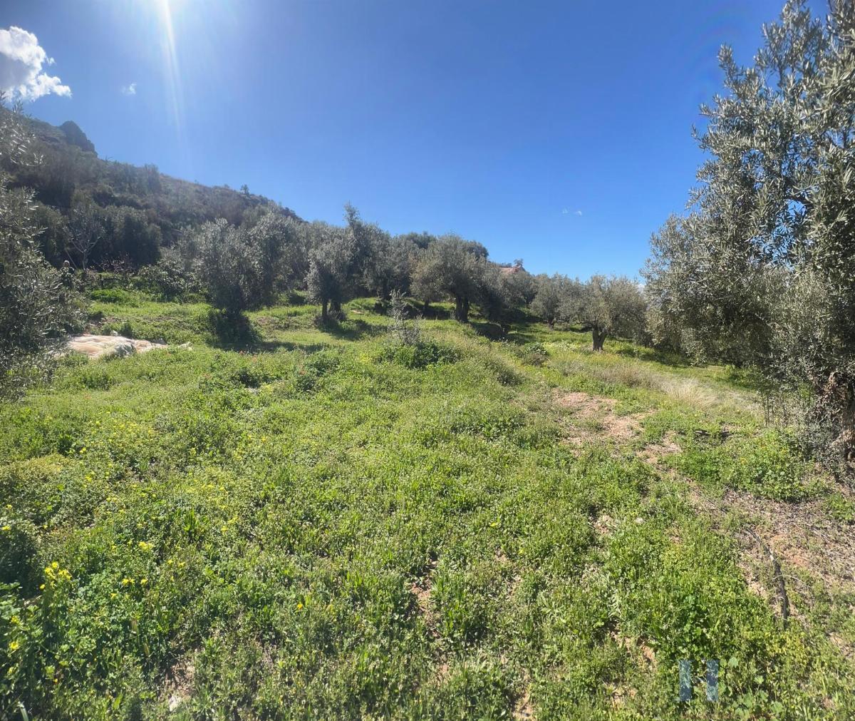For sale of rural property in Alcolea