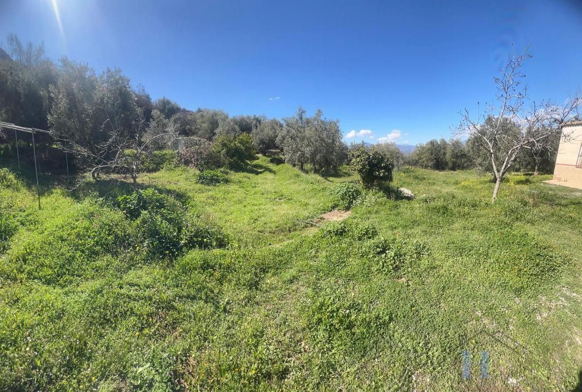 For sale of rural property in Alcolea