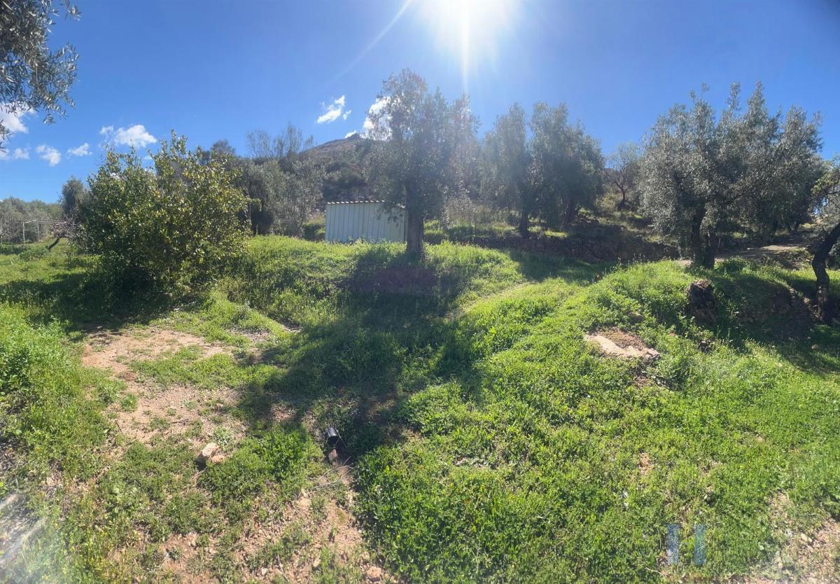For sale of rural property in Alcolea
