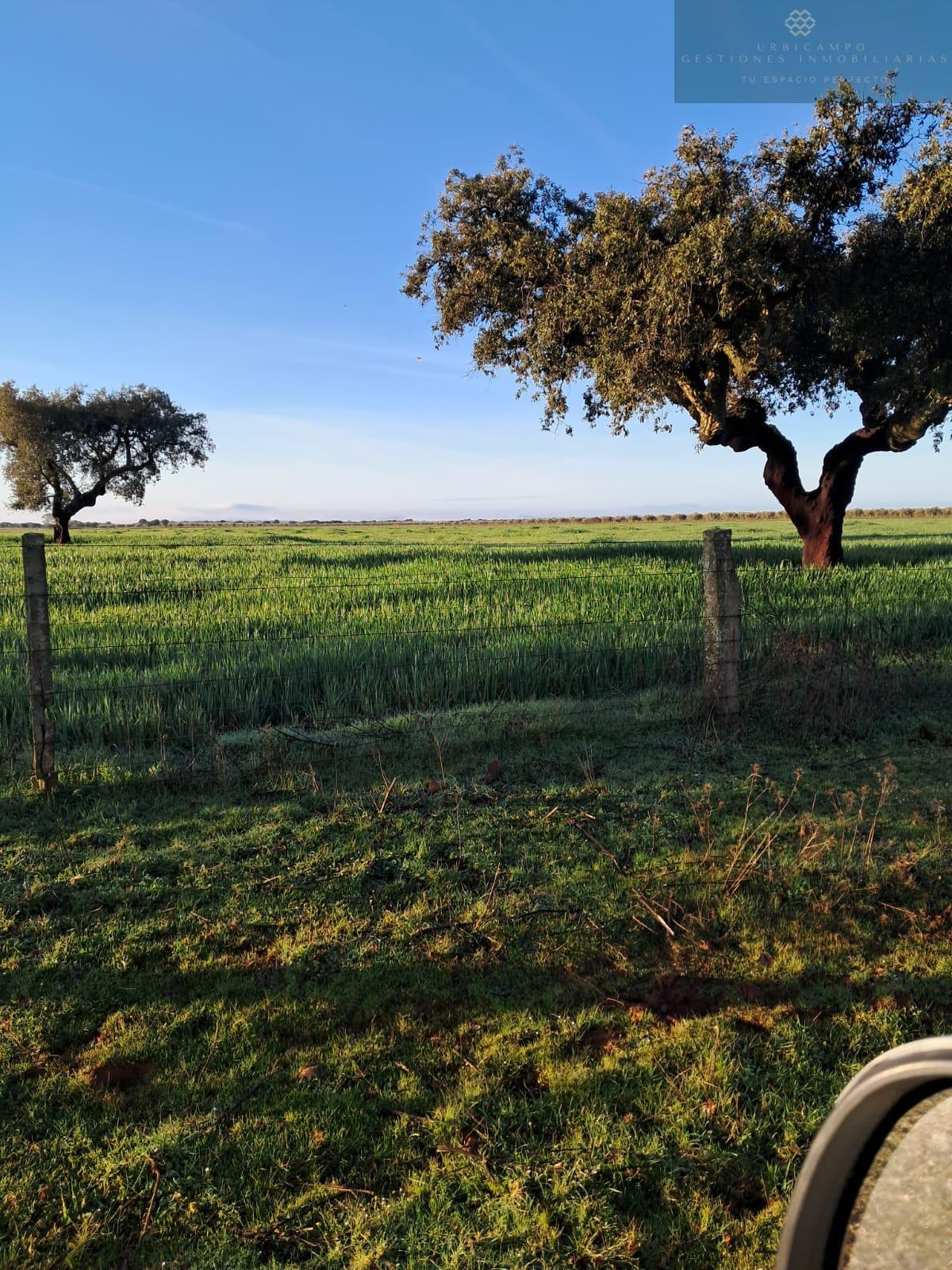 For sale of rural property in Carmonita