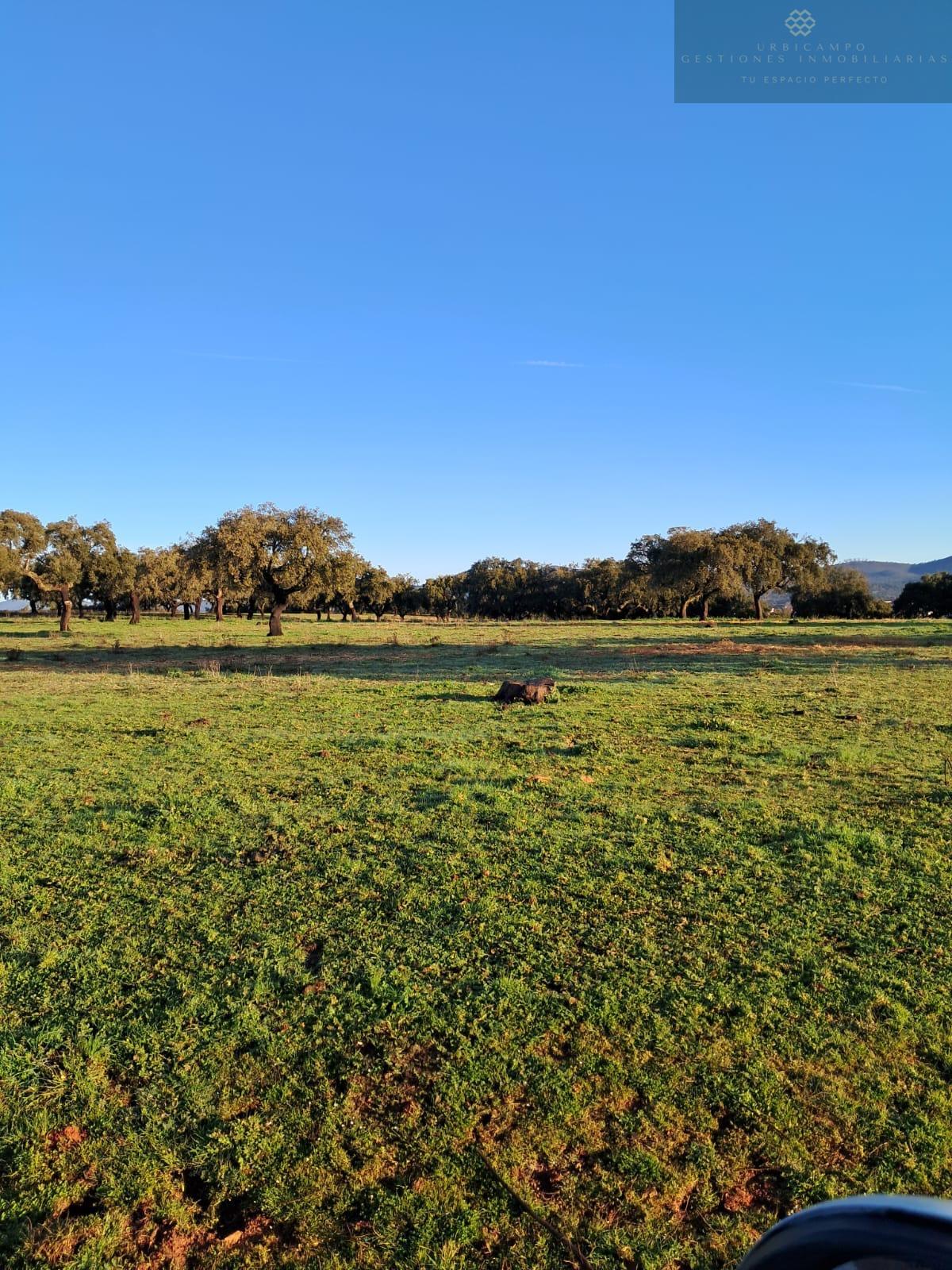 For sale of rural property in Carmonita