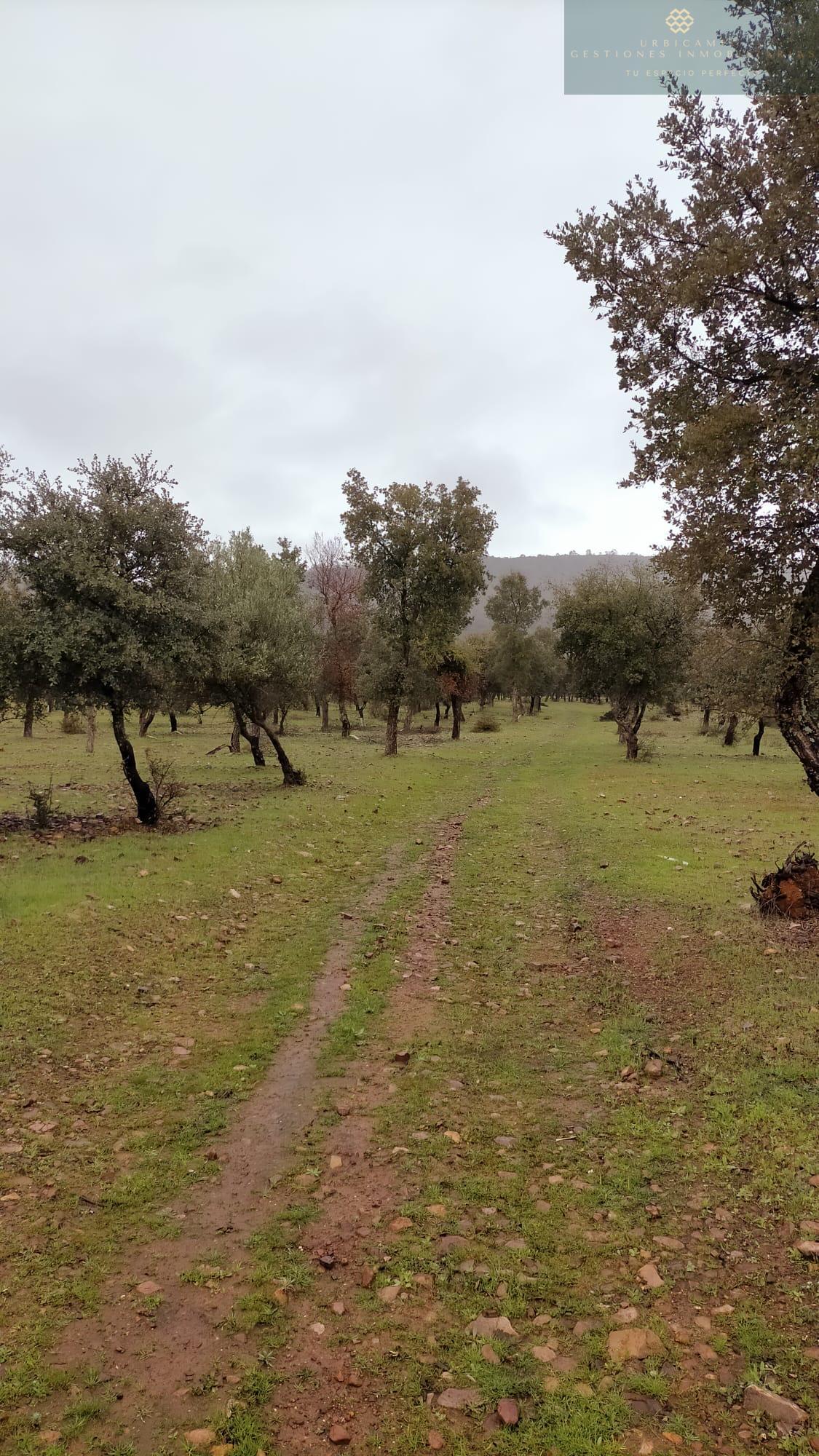 Venta de finca rústica en La Nava de Santiago