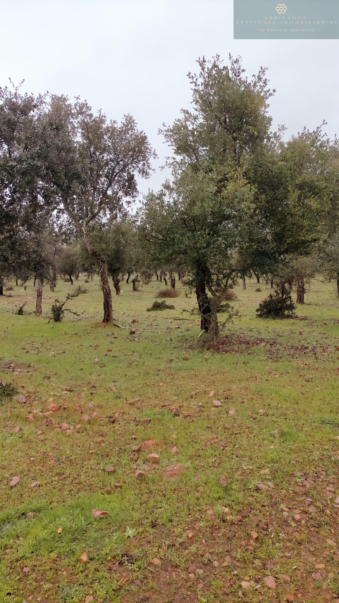 Venta de finca rústica en La Nava de Santiago