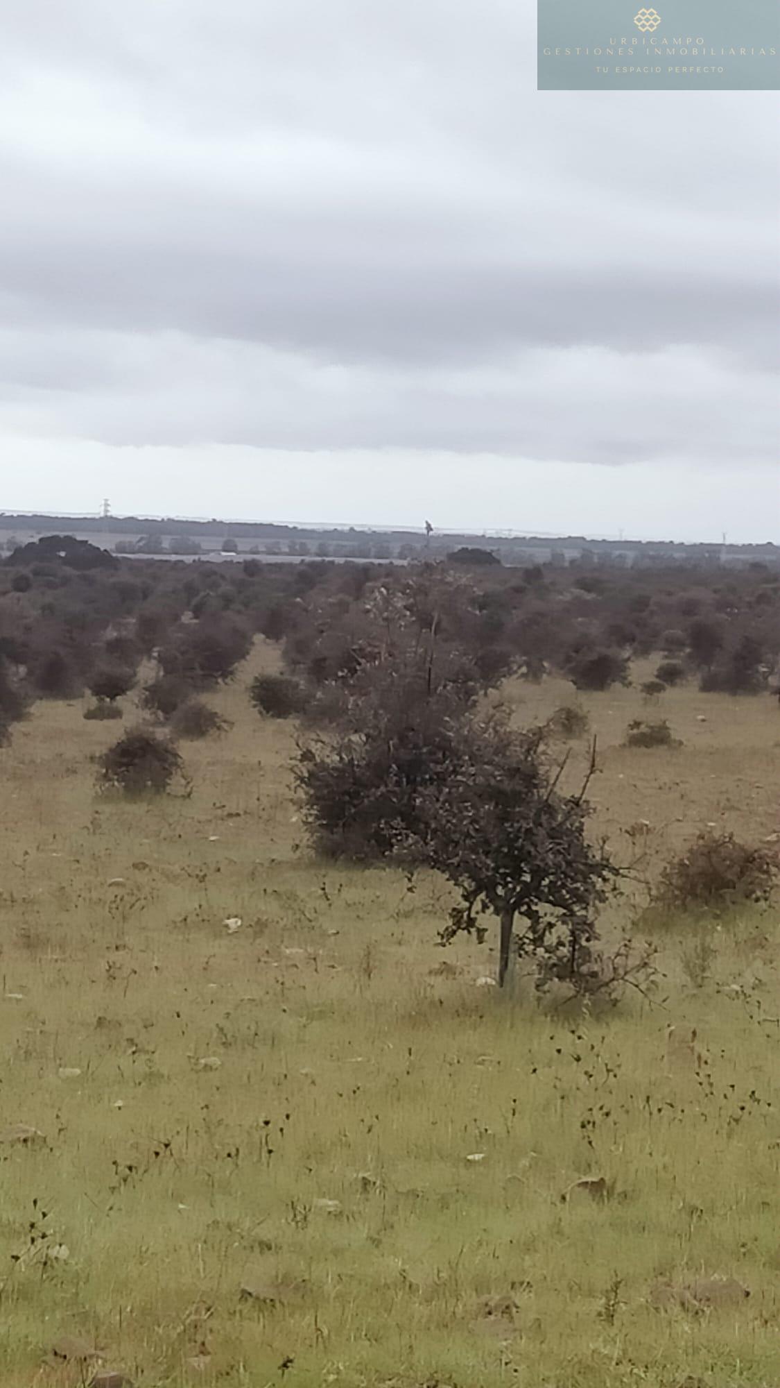 Venta de finca rústica en La Nava de Santiago