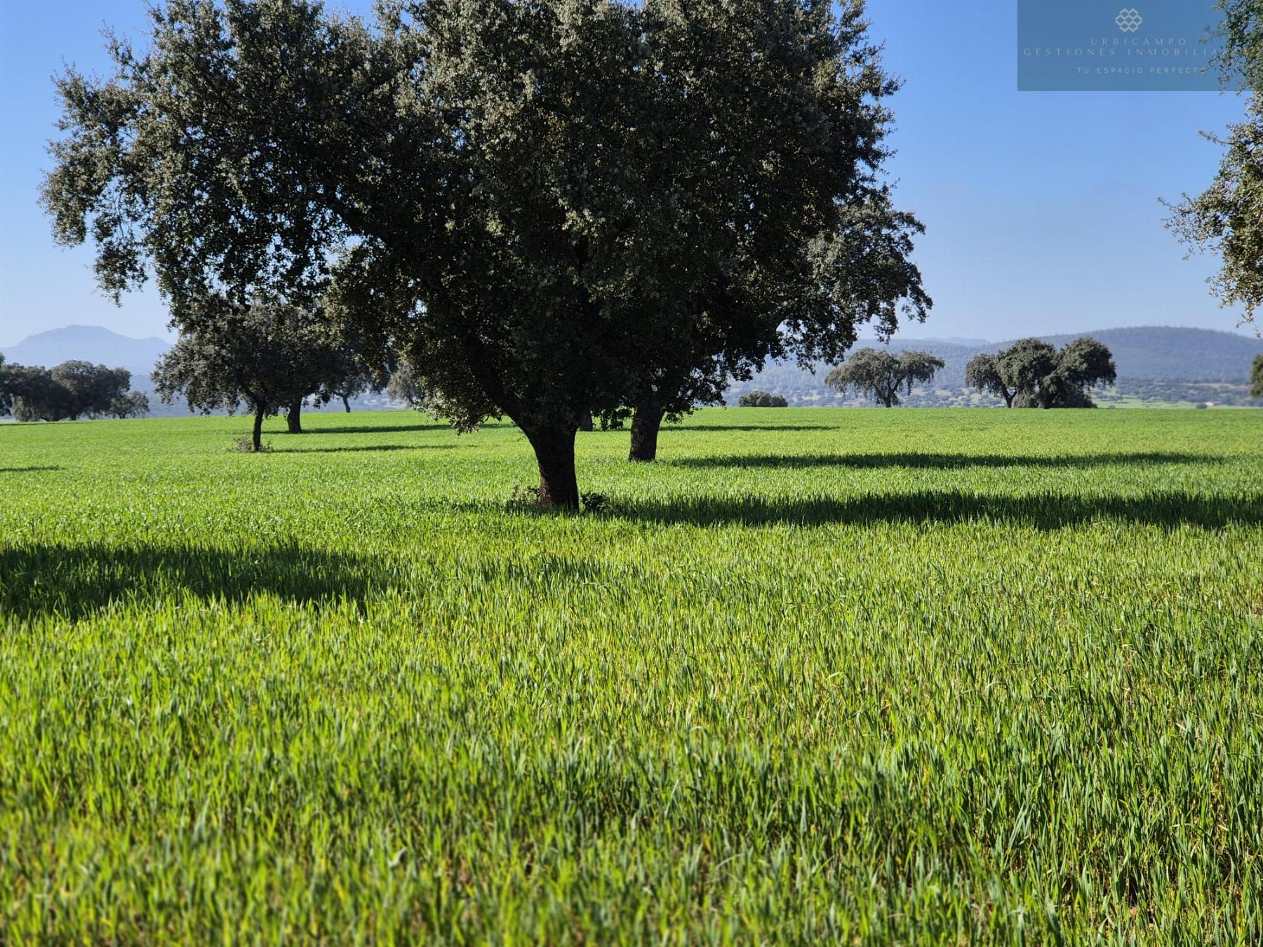 For sale of rural property in Oliva de Mérida