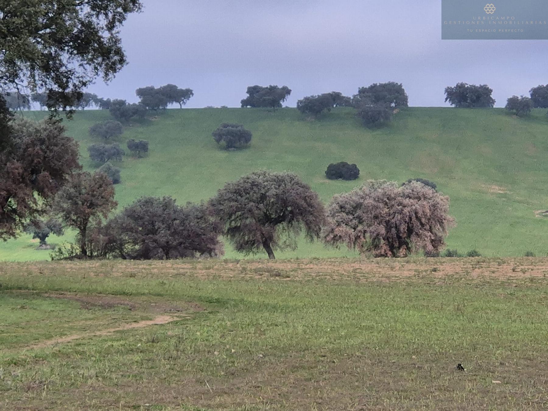 For sale of rural property in Oliva de Mérida