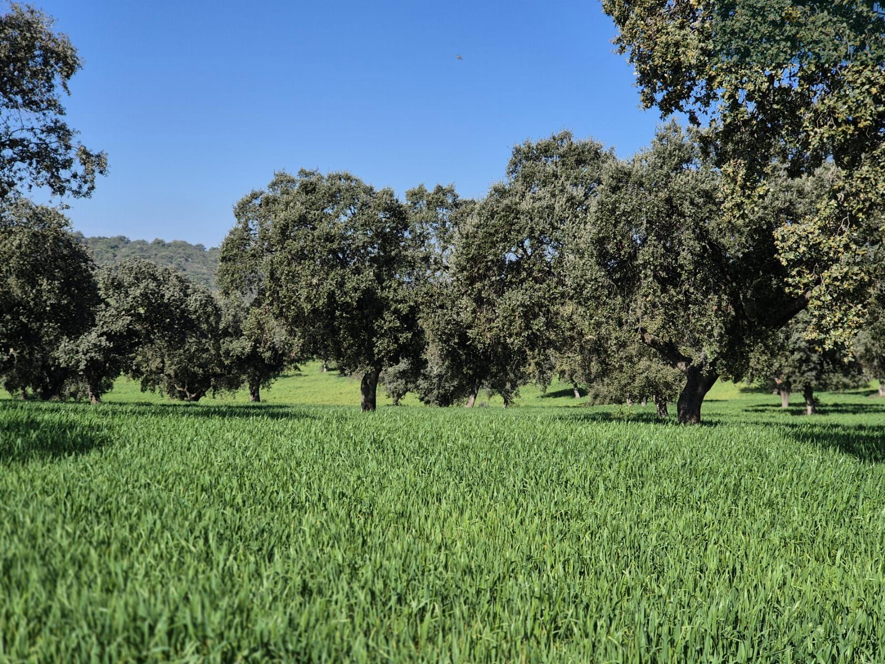 For sale of rural property in Oliva de Mérida