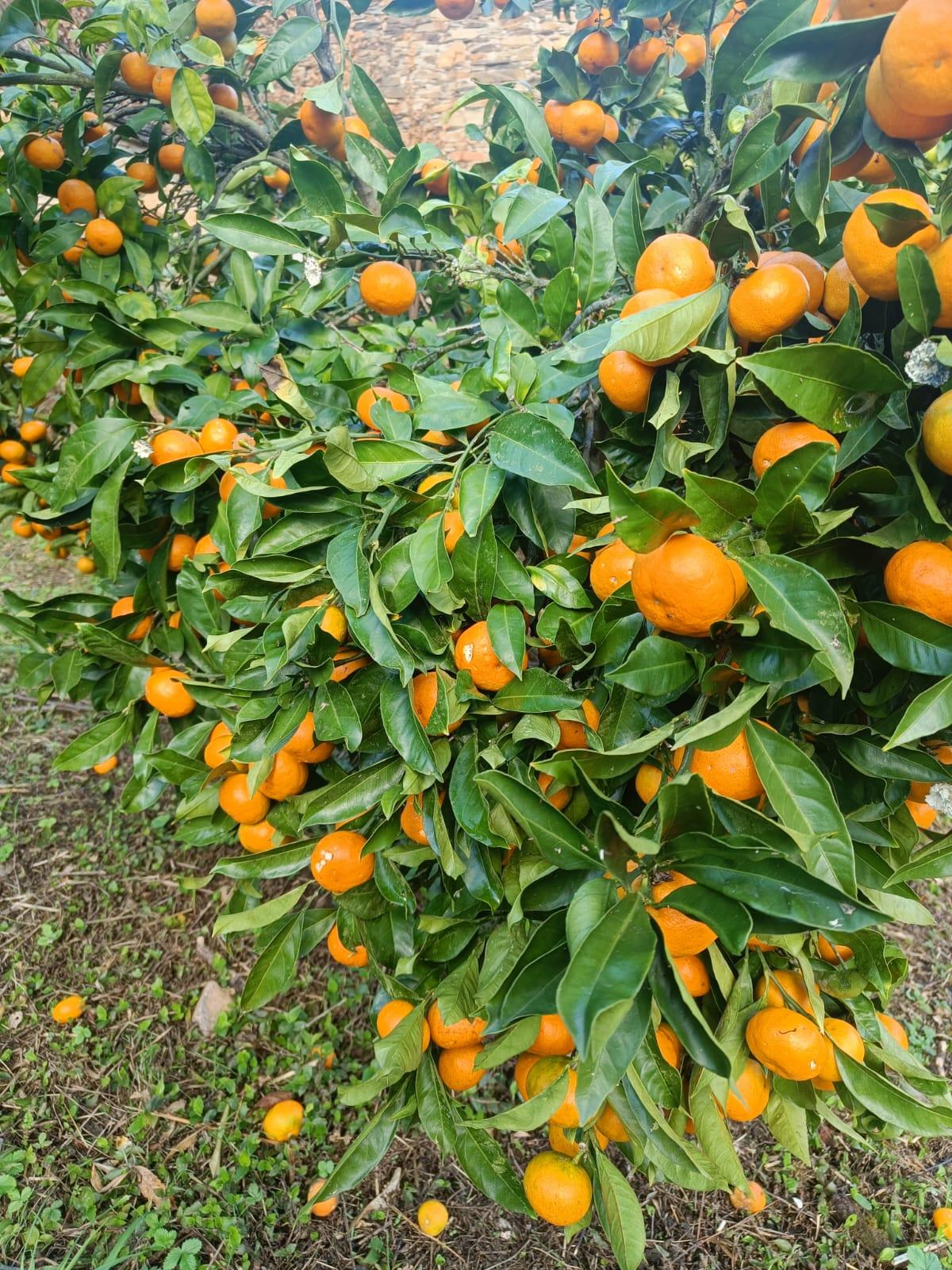 Jardín