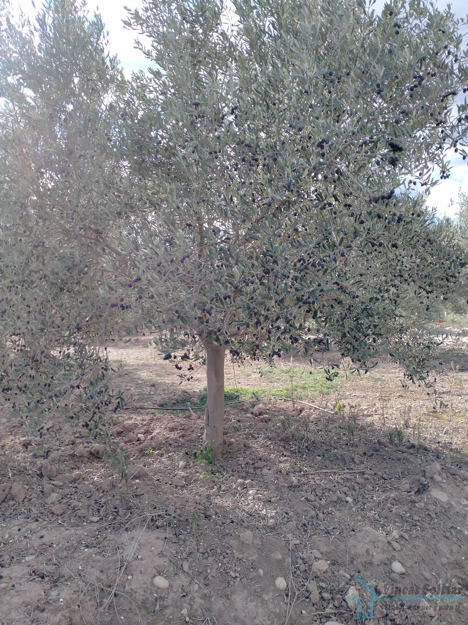 Venta de terreno en Petrés