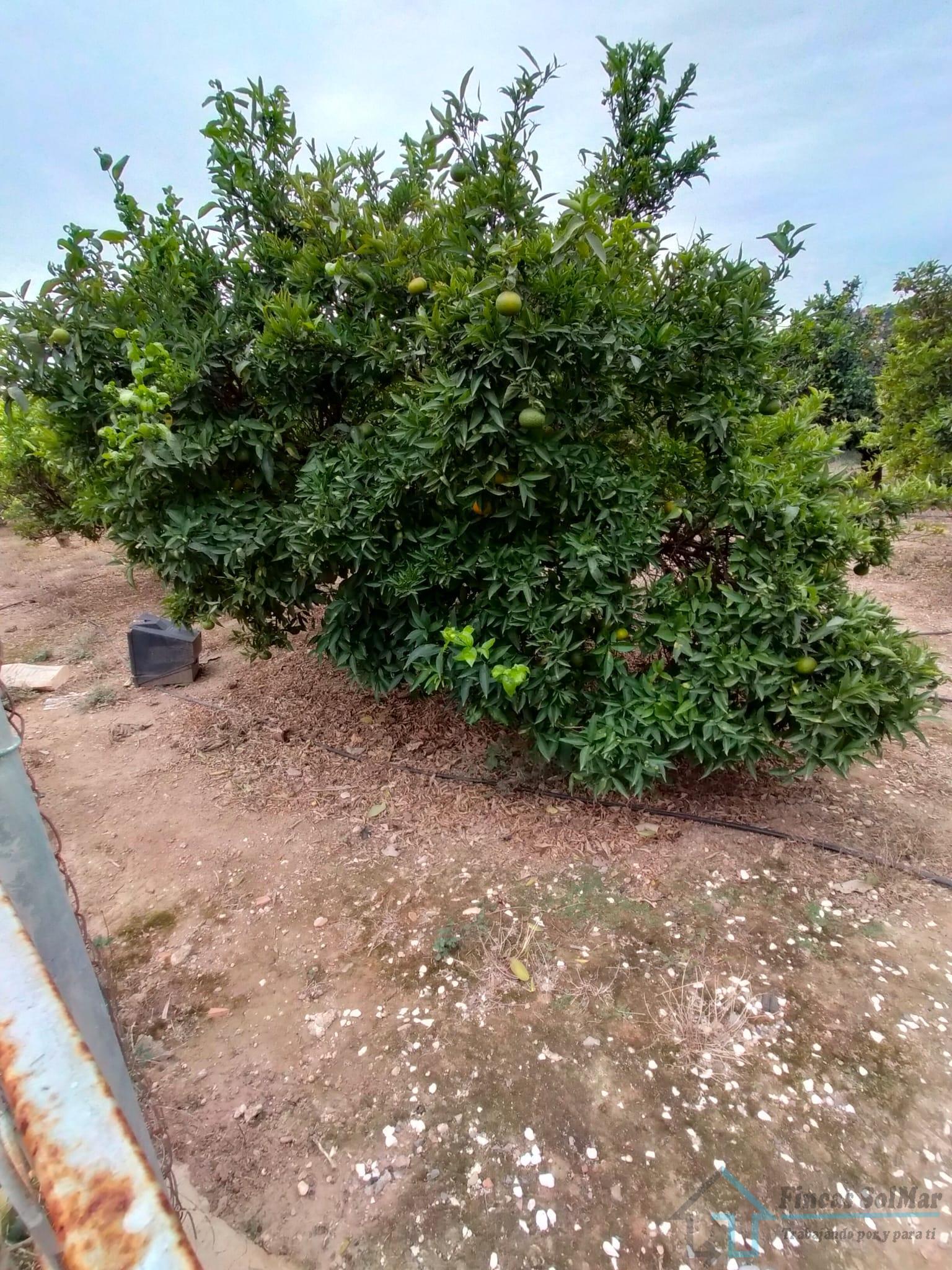 Venta de terreno en Petrés