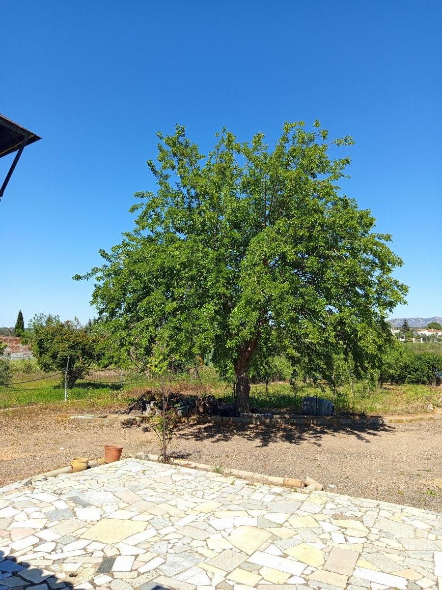 Venta de finca rústica en Mérida