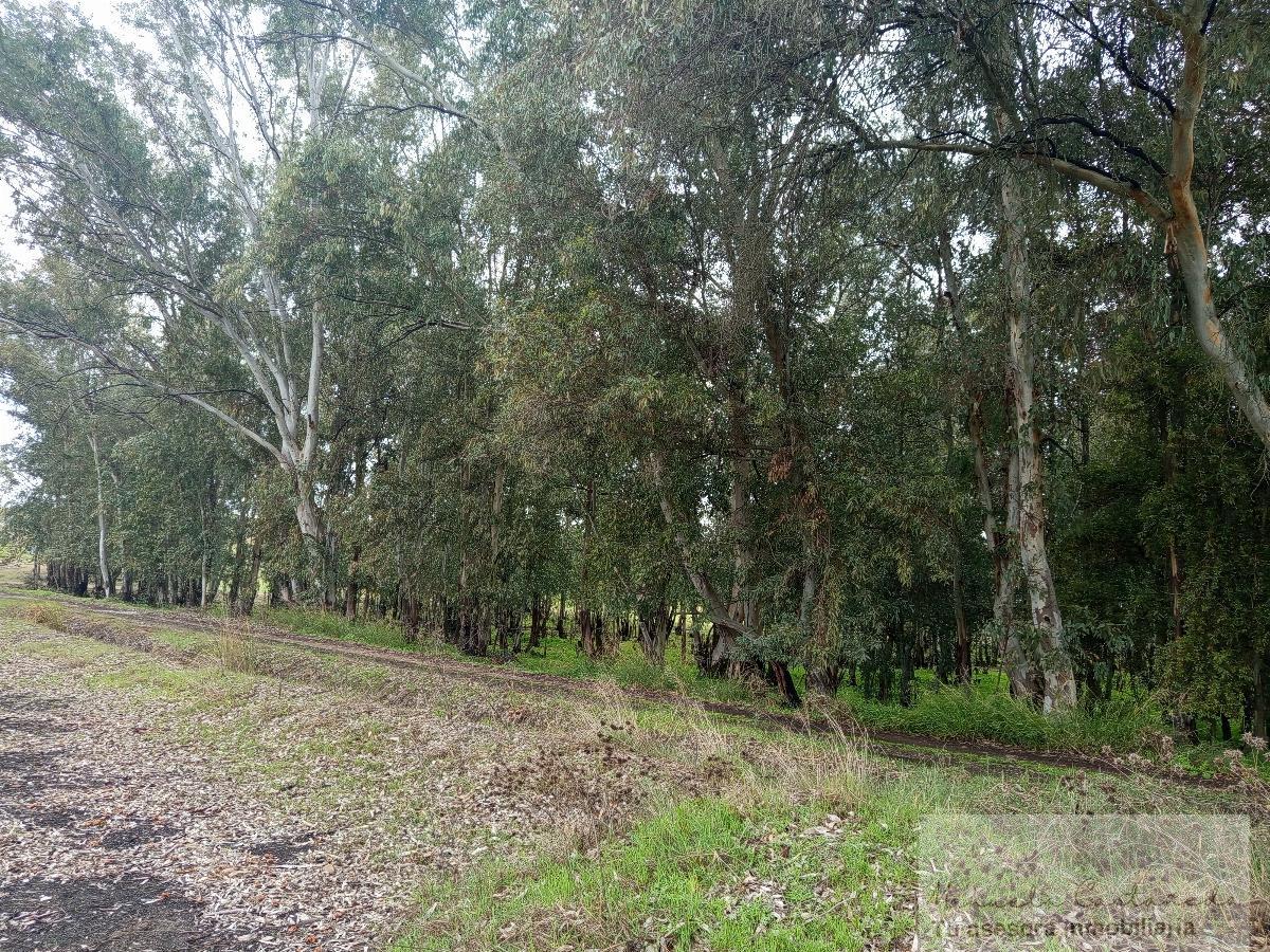 For sale of rural property in Mérida