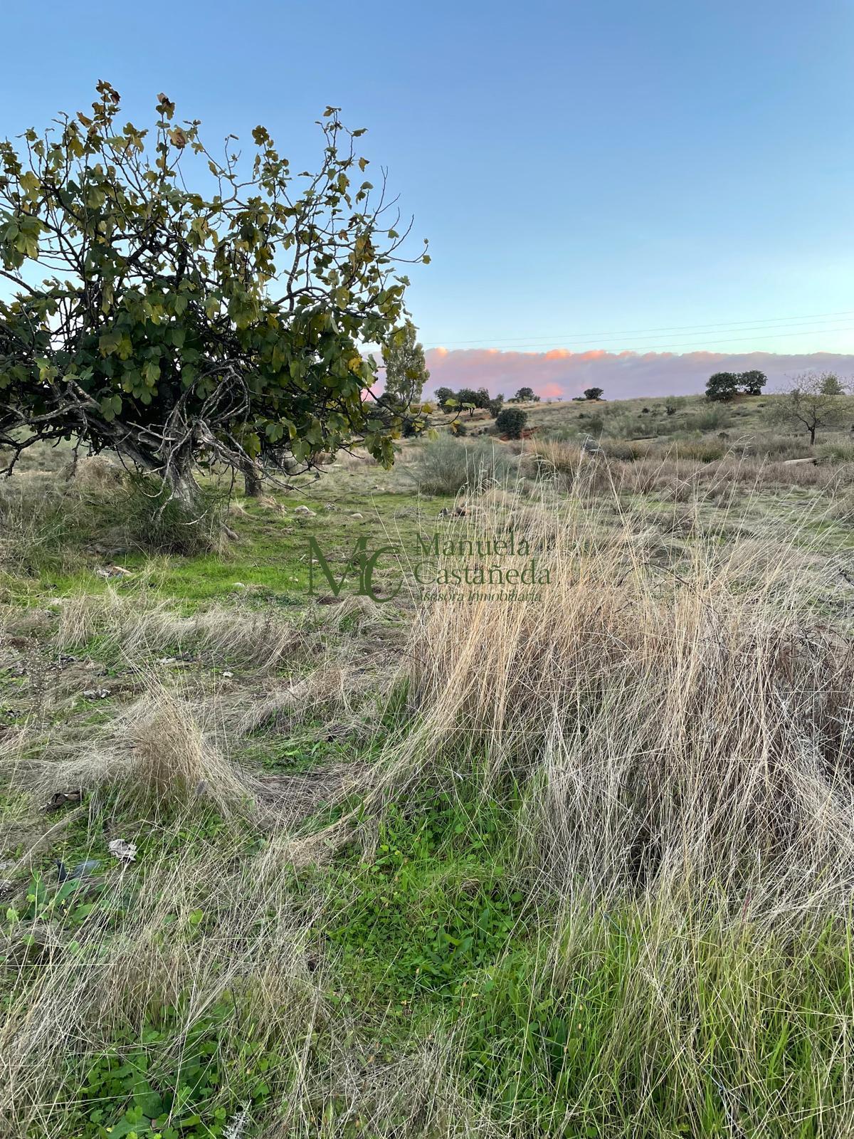 Venta de finca rústica en Mérida