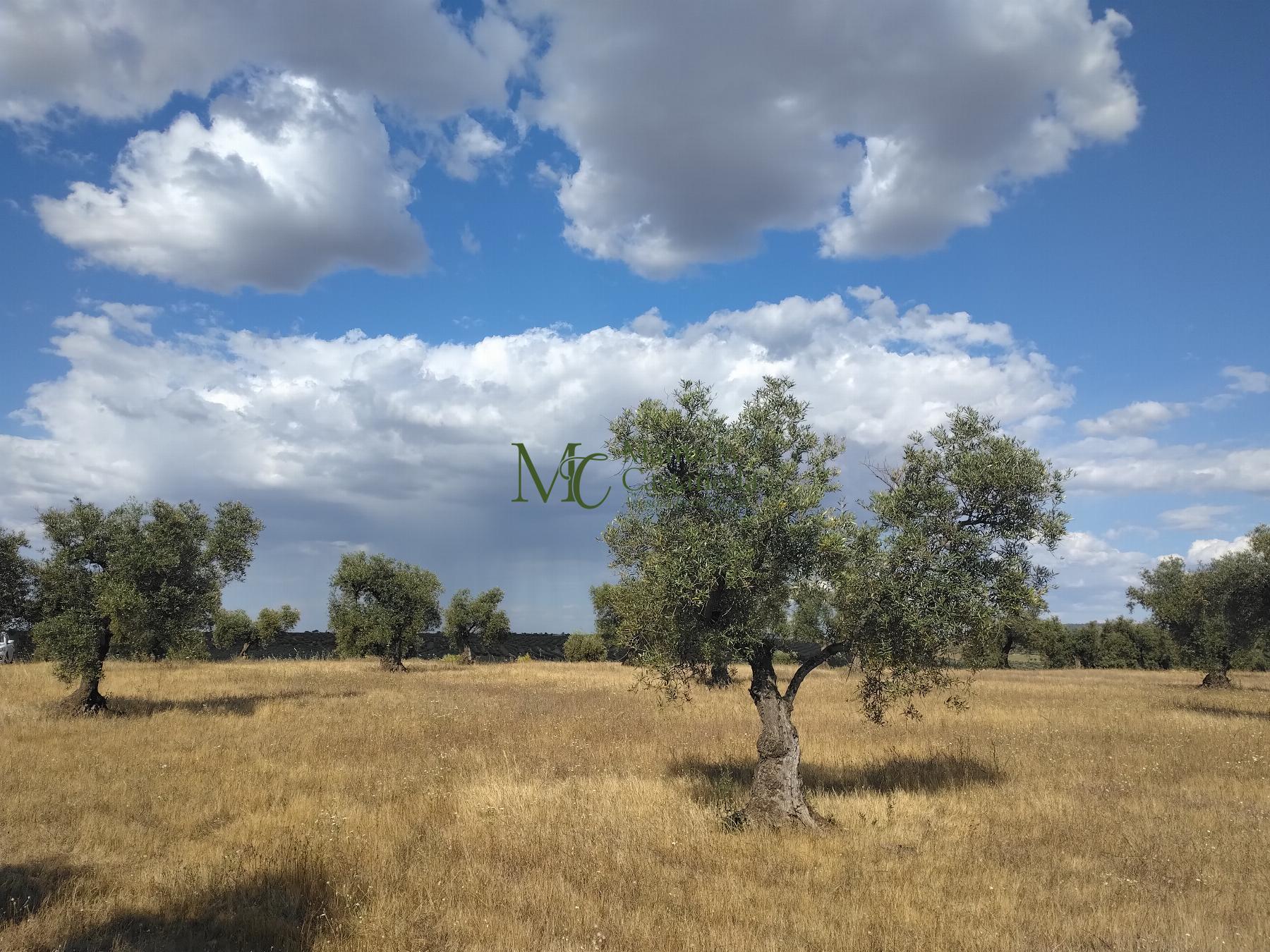 Venta de finca rústica en Guareña