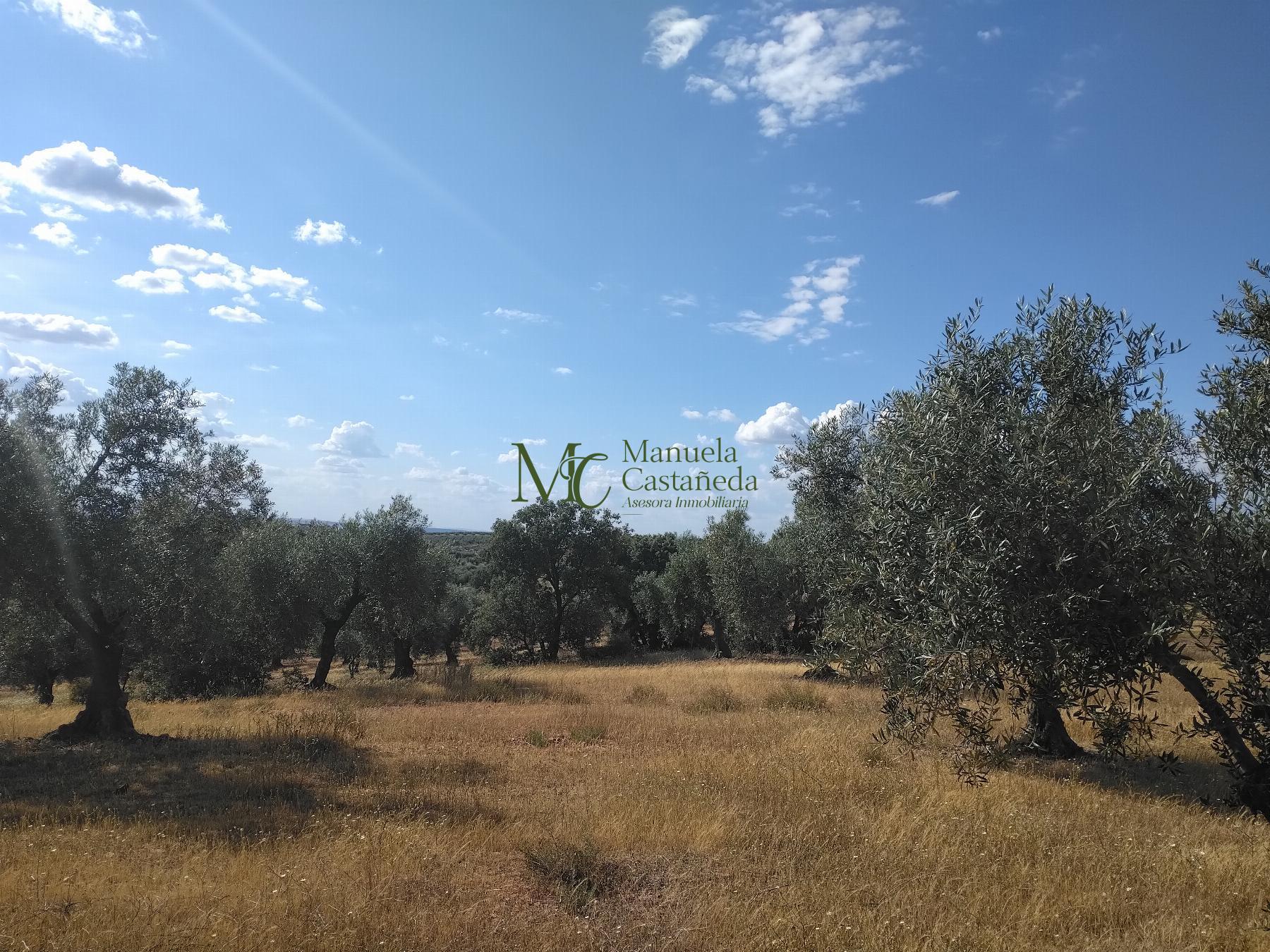 Venta de finca rústica en Guareña