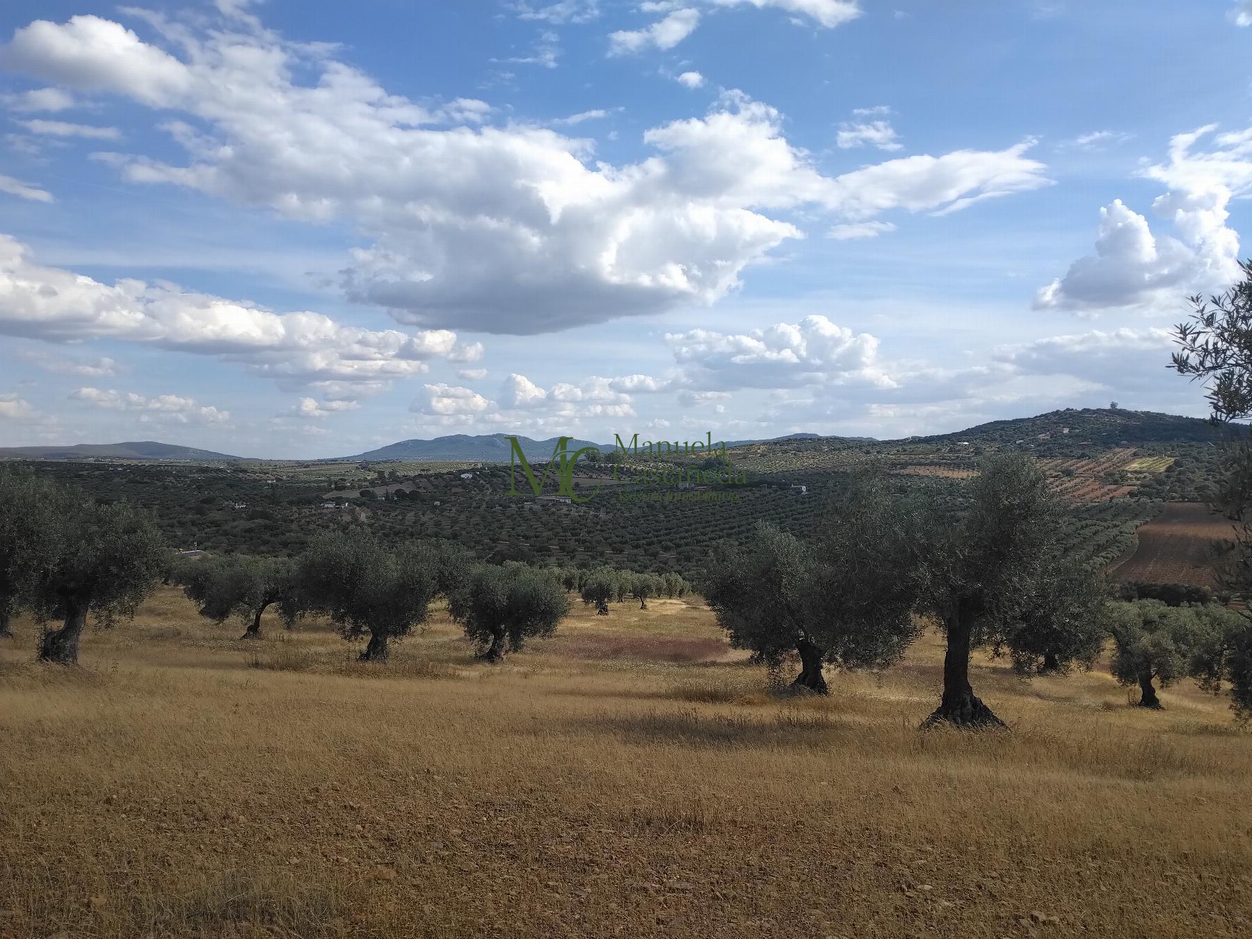 Venta de finca rústica en Guareña