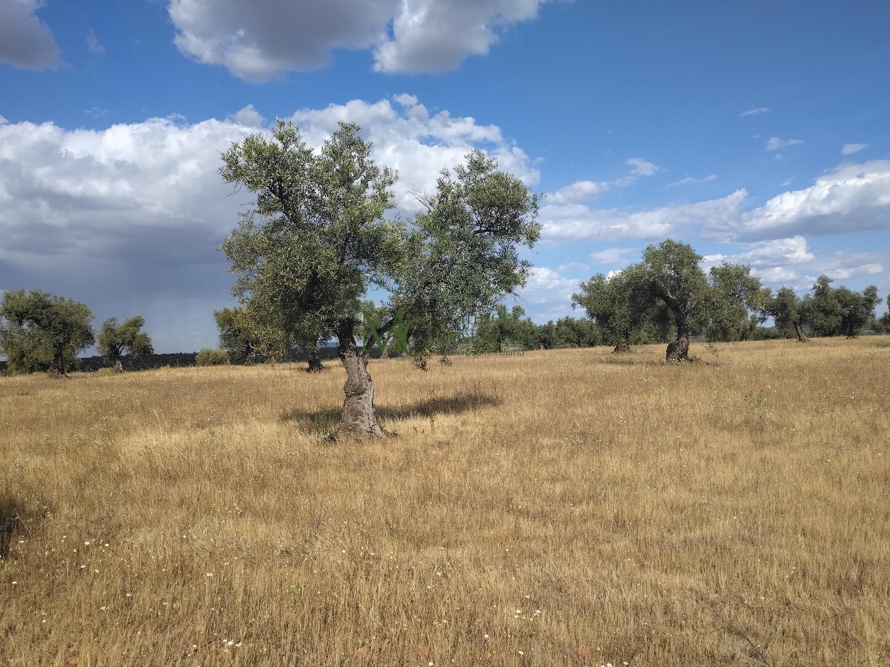 Venta de finca rústica en Guareña