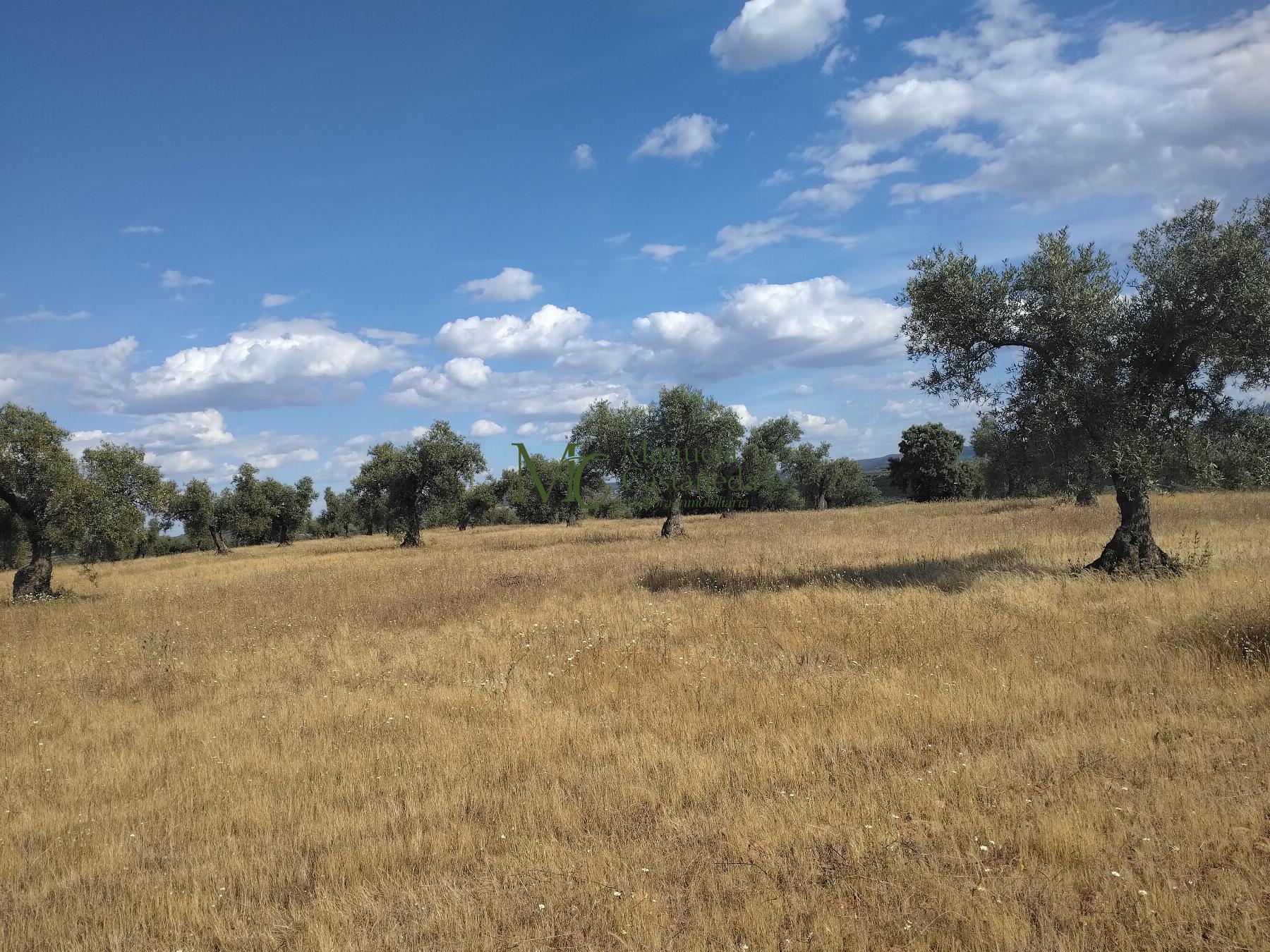 Venta de finca rústica en Guareña