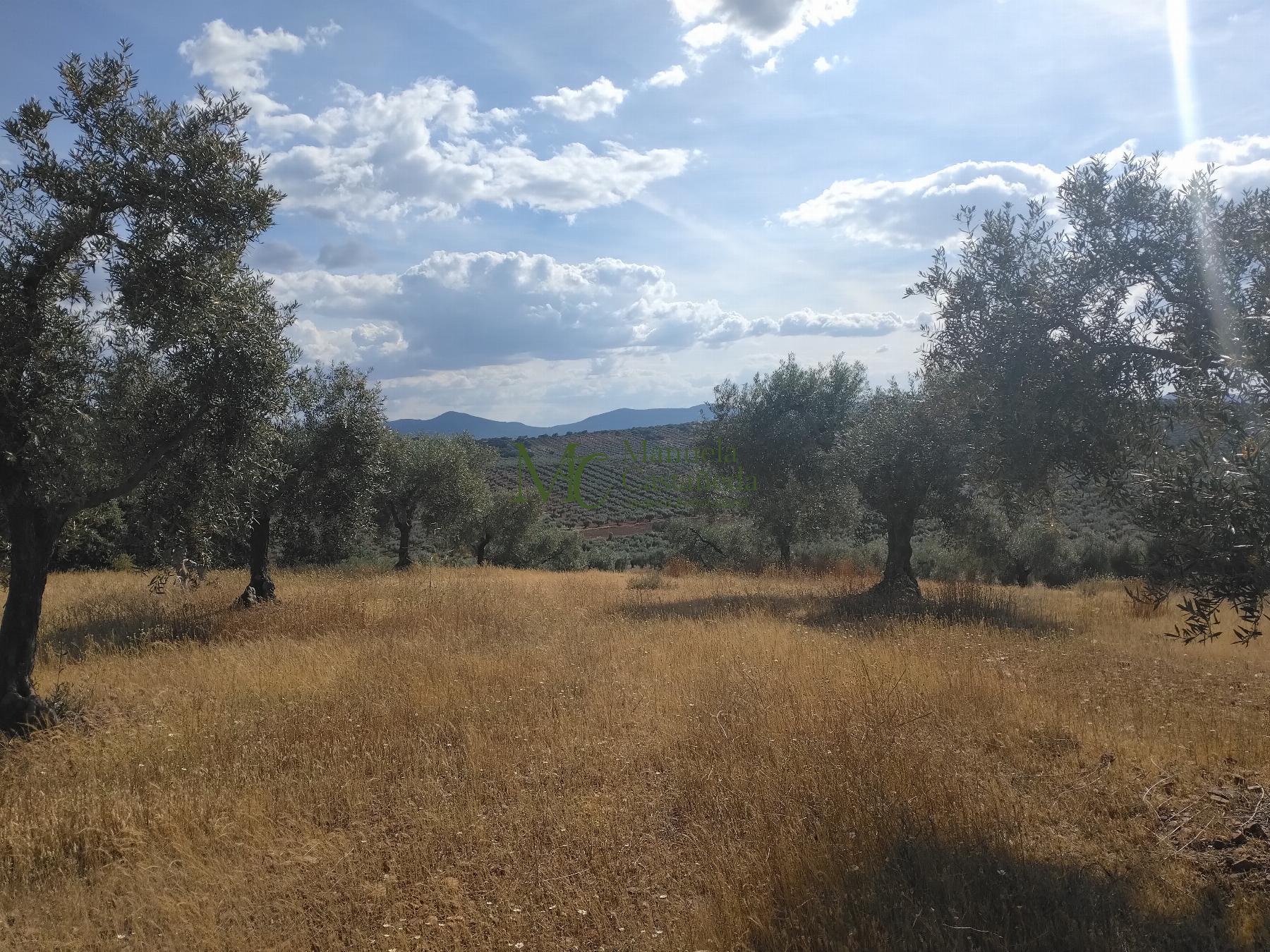 Venta de finca rústica en Guareña