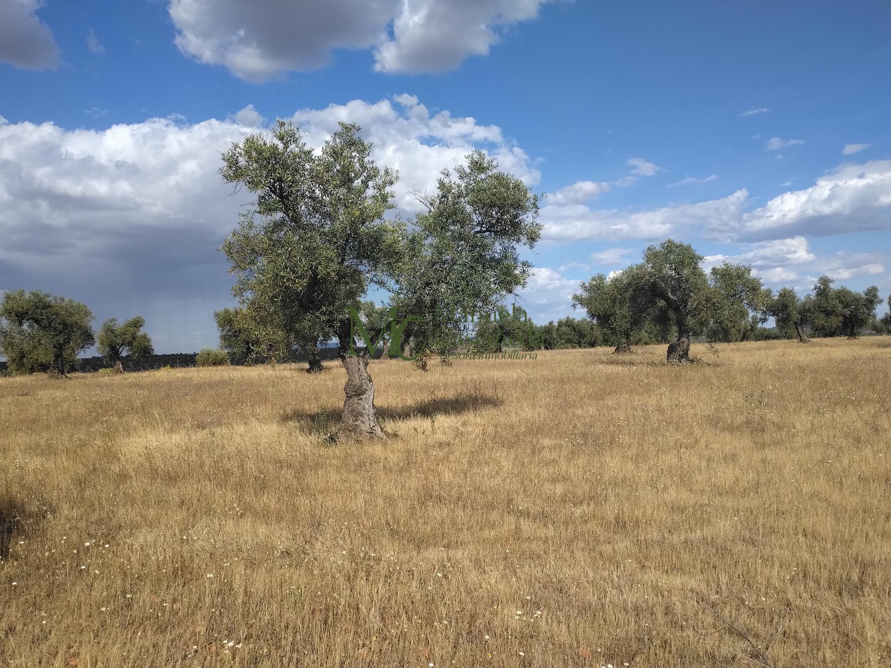 Venta de terreno en Guareña