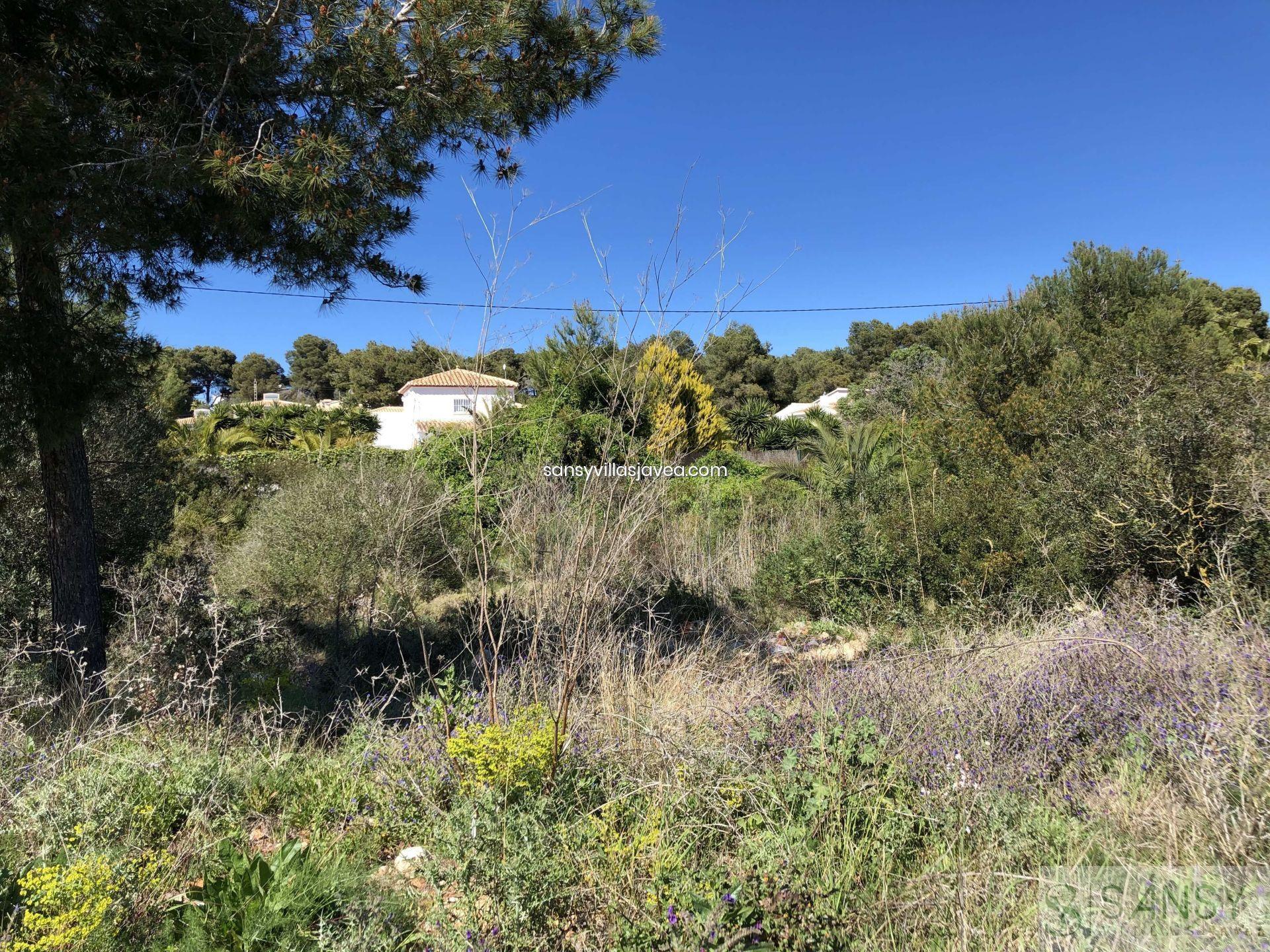 Salgai  lurrera  Jávea-Xàbia
