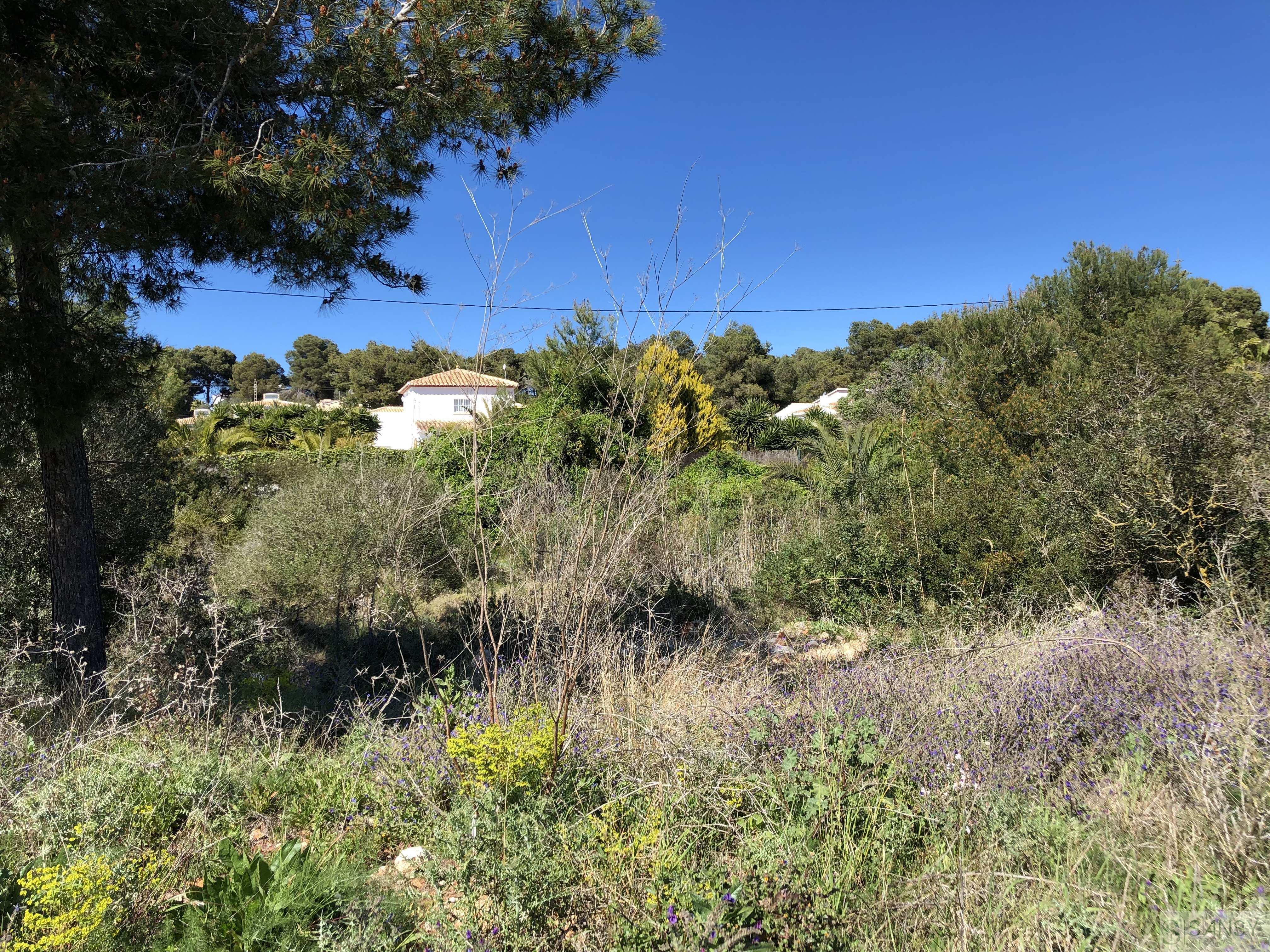 Salgai  lurrera  Jávea-Xàbia