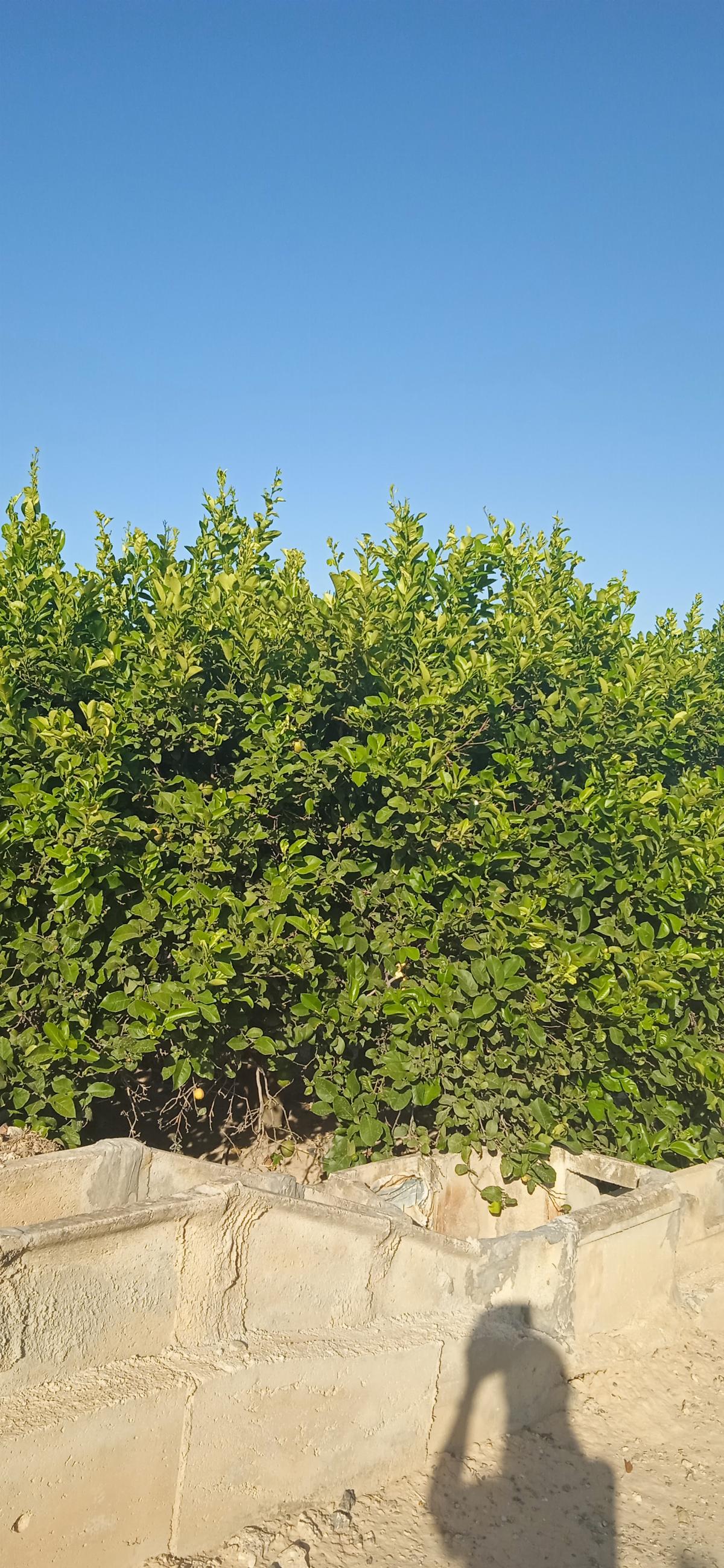 Venta de finca rústica en Librilla