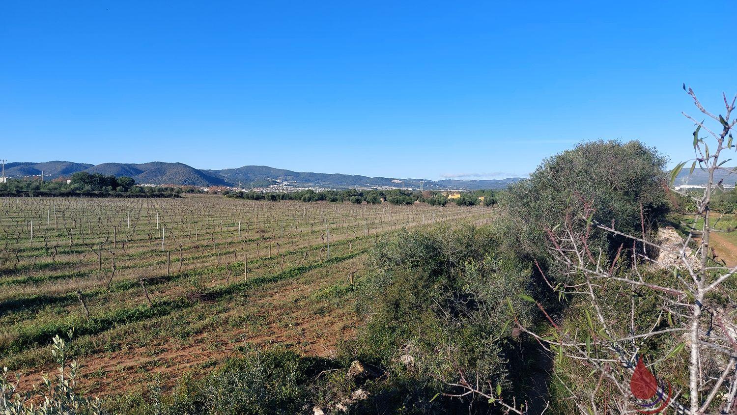 Venta de terreno en Santa Oliva Venta de terreno en Santa Oliva