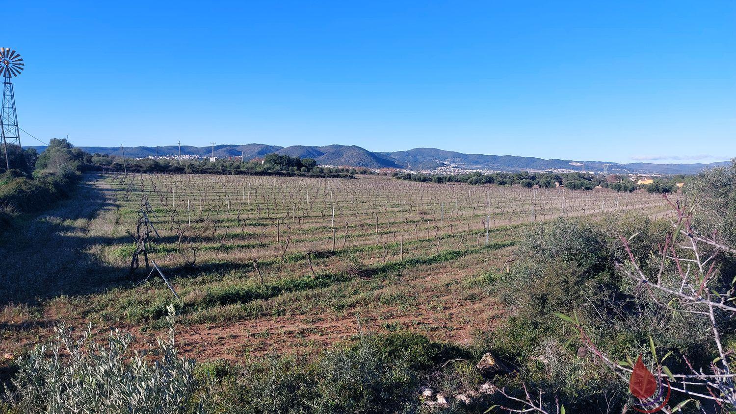 Venta de terreno en Santa Oliva Venta de terreno en Santa Oliva