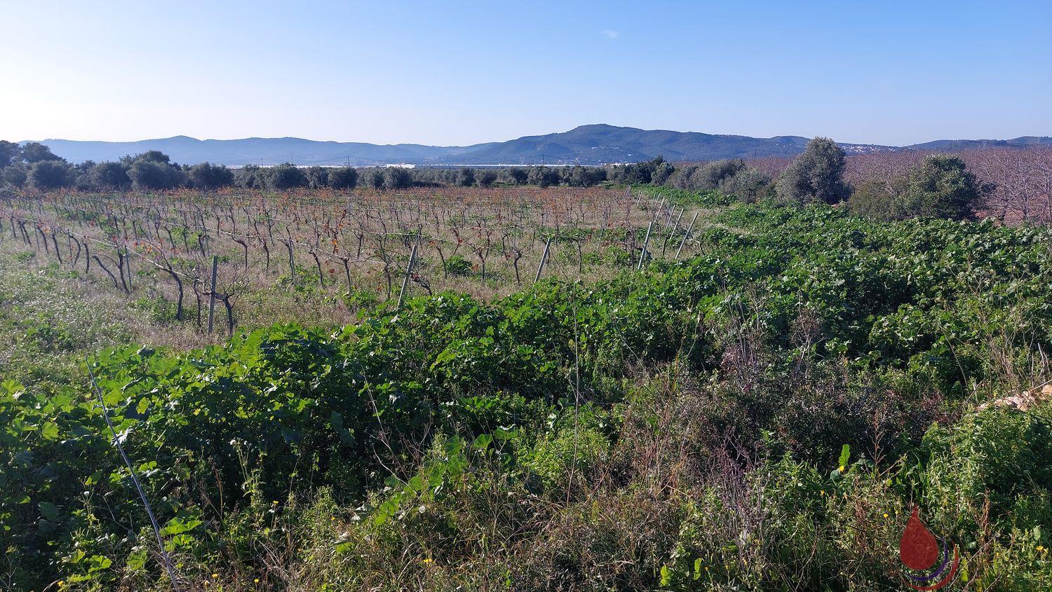 Venta de terreno en La Bisbal del Penedès