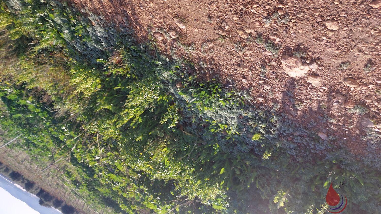 Venta de terreno en La Bisbal del Penedès