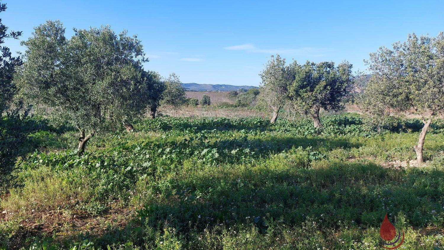 Venta de terreno en La Bisbal del Penedès