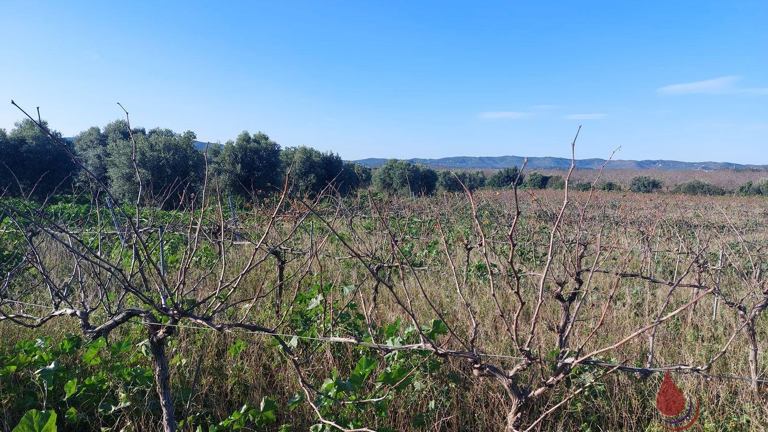 Venta de terreno en La Bisbal del Penedès