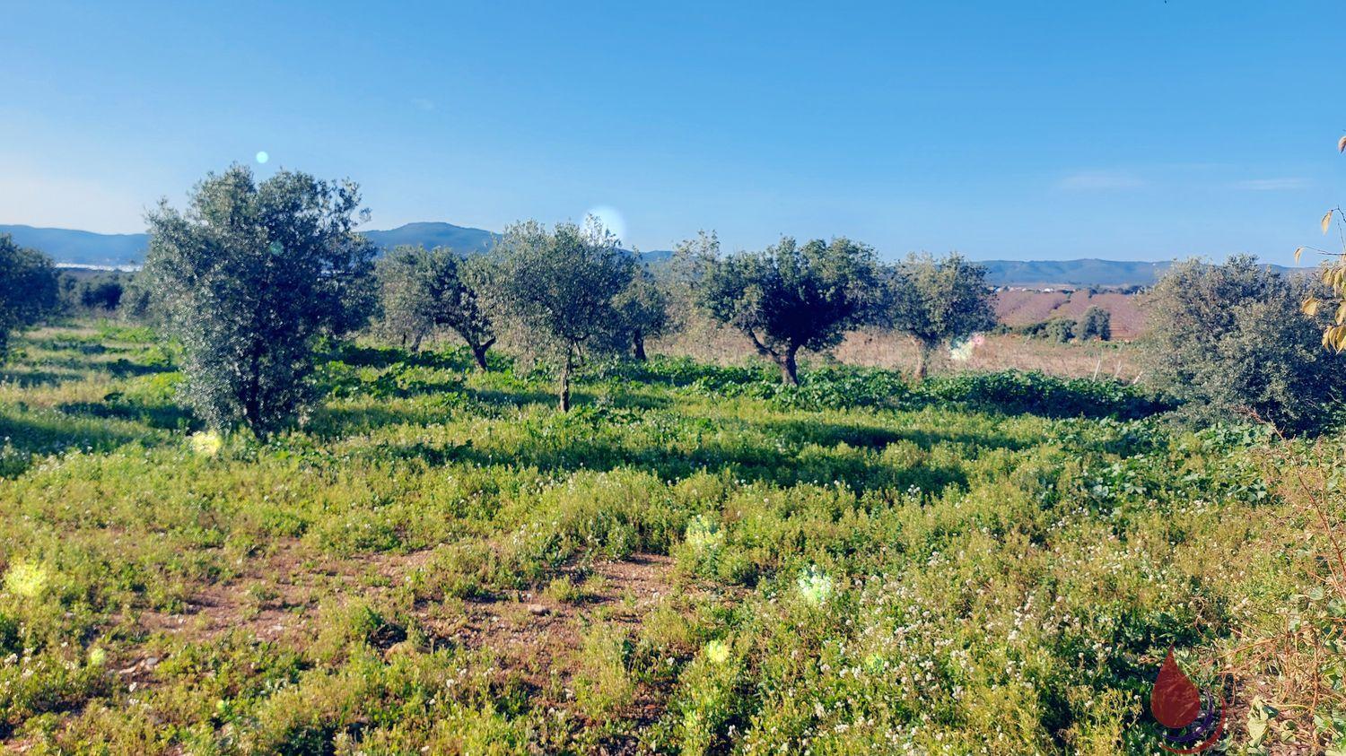 Venta de terreno en La Bisbal del Penedès Venta de terreno en La Bisbal del Penedès