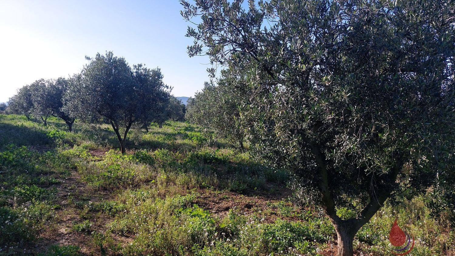 Venta de terreno en La Bisbal del Penedès