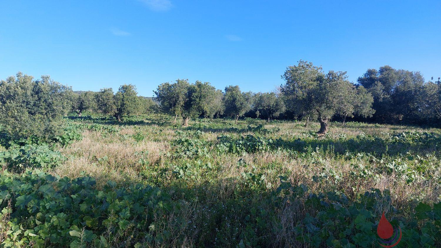 Venta de terreno en La Bisbal del Penedès