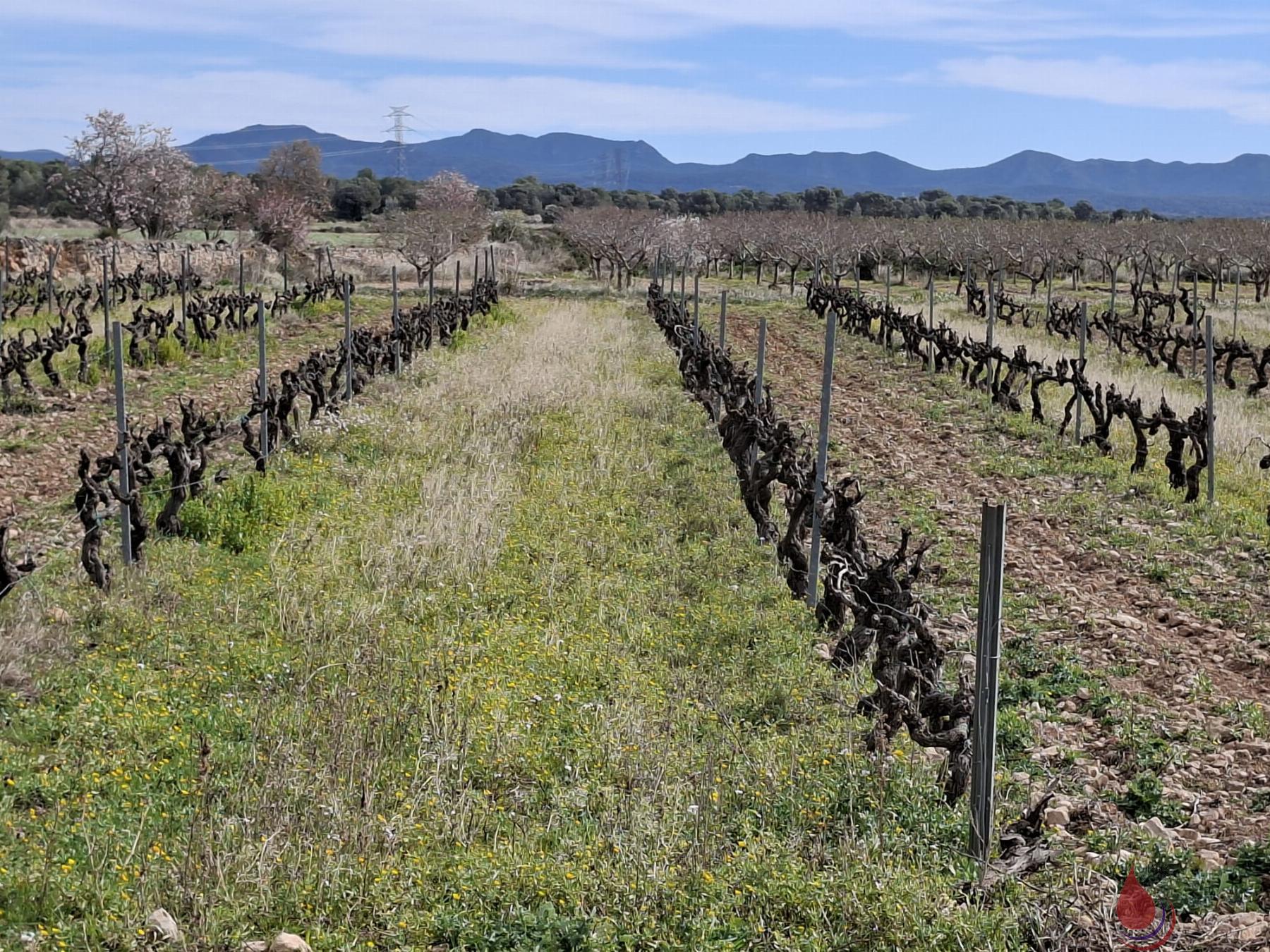 Venta de terreno en Cabra del Camp