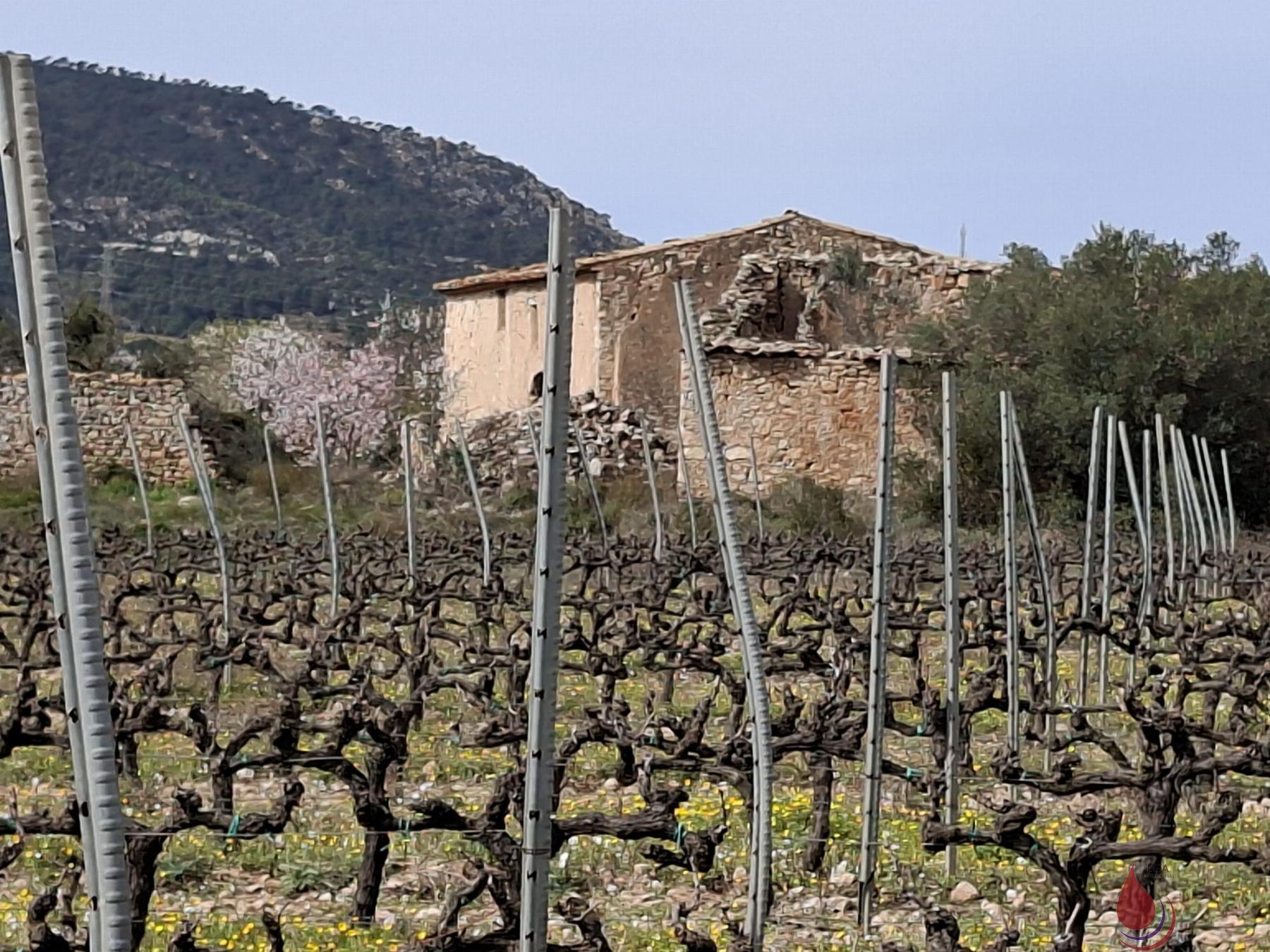 Venta de terreno en Cabra del Camp
